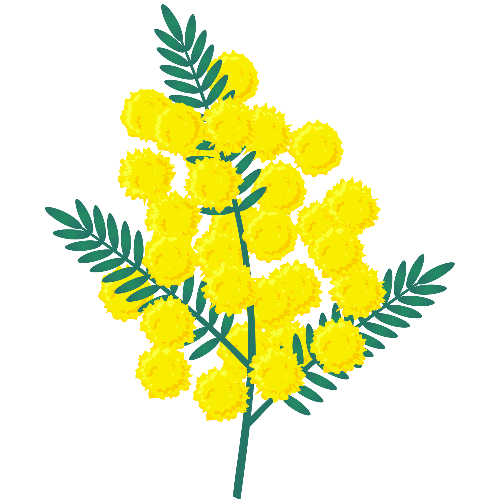 商用フリー 無料イラスト ミモザの花のイラスト Mimosaillustration001 商用ok フリー素材集 ナイスなイラスト
