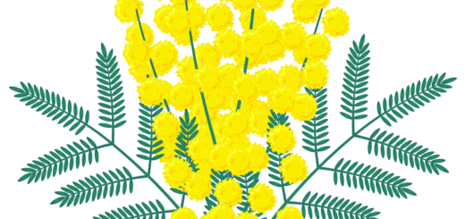 商用フリー・無料イラスト_ミモザの花のイラスト_MimosaIllustration002