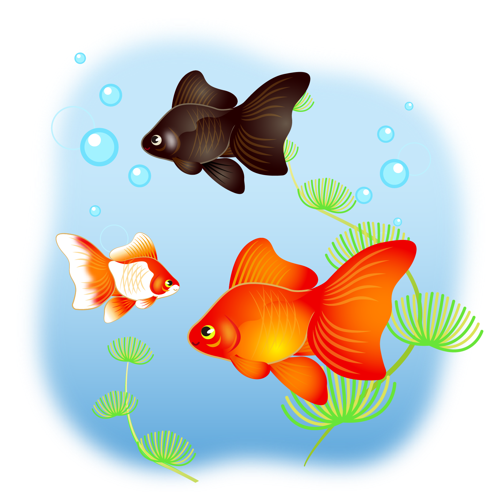 商用フリー 無料イラスト 金魚と水草のイラスト 琉金 リュウキン Kingyo Goldfish004
