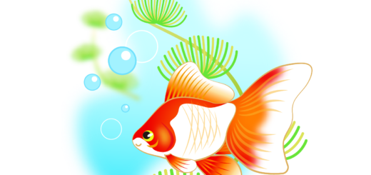 商用フリー・無料イラスト_赤い金魚と水草のイラスト_kingyo_Goldfish007