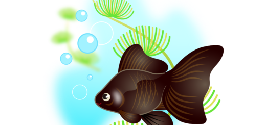 商用フリー・無料イラスト_黒い金魚と水草のイラスト_kingyo_Goldfish008