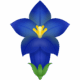 【商用フリー・無料イラスト】秋の綺麗な花リンドウ（竜胆・りんどう）のかわいいイラスト03